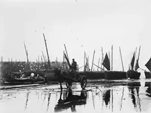 Sea Gulls Prints: Unloading the catch at St Ives, Cornwall