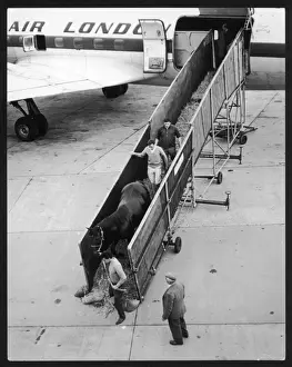 Air Port Prints: Unloading Race Horses