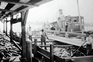 Unloading Prints: Unloading salmon, British Columbia, Canada, early 1900s