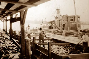 Unloading salmon, British Columbia, Canada