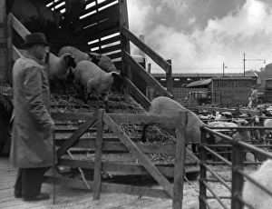 Images Dated 19th September 2011: Unloading Sheep