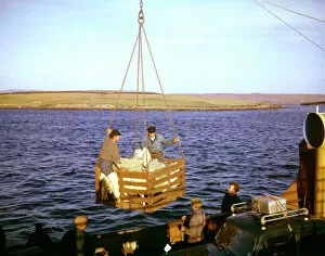 Crush Collection: Unloading sheep in harbour, Shetland, Scotland