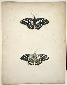 Albin Gallery: Unpublished lepidoptera watercolour by Eleazar Albin