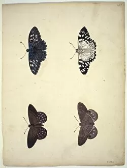 Albin Gallery: Unpublished lepidoptera watercolour by Eleazar Albin