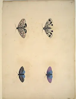 Unpublished lepidoptera watercolour by Eleazar Albin