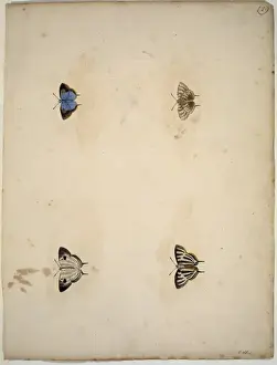 Unpublished lepidoptera watercolour by Eleazar Albin
