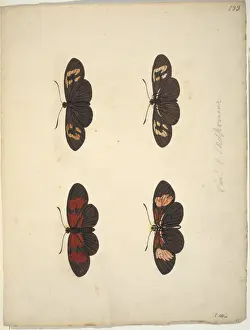 Unpublished lepidoptera watercolour by Eleazar Albin
