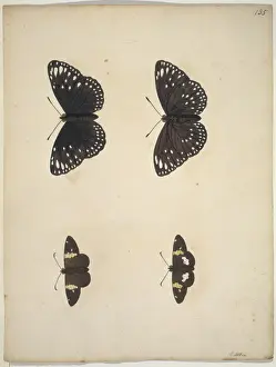 Unpublished lepidoptera watercolour by Eleazar Albin
