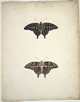 Unpublished lepidoptera watercolour by Eleazar Albin