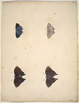Unpublished lepidoptera watercolour by Eleazar Albin