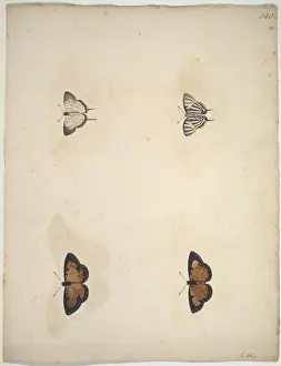 Unpublished lepidoptera watercolour by Eleazar Albin