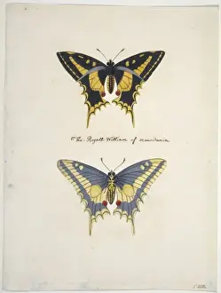 Unpublished lepidoptera watercolour by Eleazar Albin