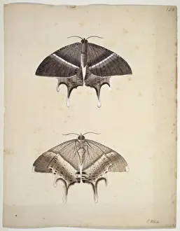 Unpublished lepidoptera watercolour by Eleazar Albin
