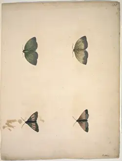 Unpublished lepidoptera watercolour by Eleazar Albin