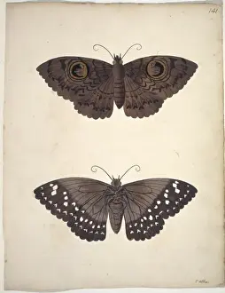 Unpublished lepidoptera watercolour by Eleazar Albin