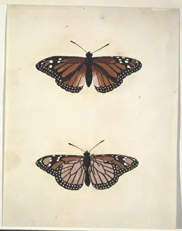 Unpublished lepidoptera watercolour by Eleazar Albin