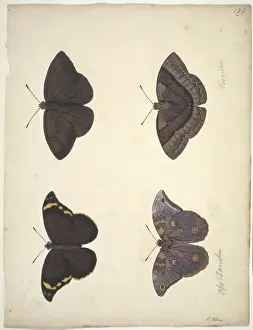 Unpublished lepidoptera watercolour by Eleazar Albin