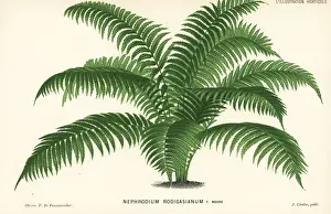 Unresolved fern species
