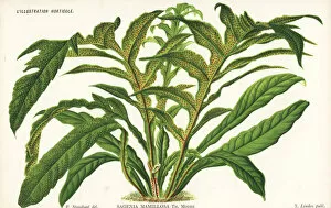 Stroobant Collection: Unresolved species of halberd fern, Sagenia mamillosa