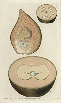 Jackson Gallery: Unripe fruit, sections of the double coconut