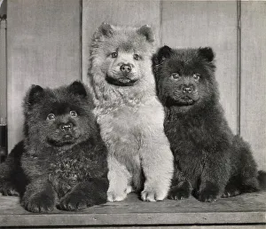 Chow Prints: Unusual Friends - three Chow puppies. Date: 1950s