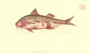 Barbel Gallery: Upeneichthys lineatus, blue-lined goatfish