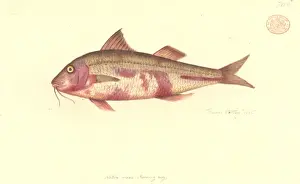 Barbus Prints: Upeneichthys lineatus, blue-lined goatfish