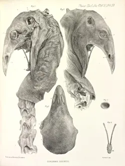 Upland Prints: Upland Moa