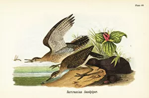 Upland sandpiper, Bartramia longicauda