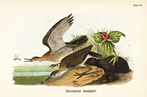 Benjamin Prints: Upland sandpiper, Bartramia longicauda