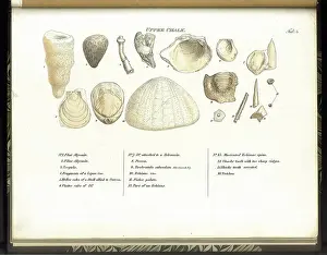 Strata Prints: Upper Chalk fossils