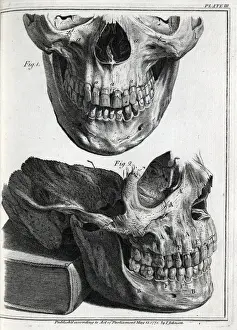 Jaws Prints: Upper and lower human jaws