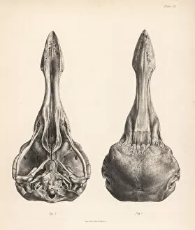 Extinct Gallery: Upper and lower views of the skull of a dodo