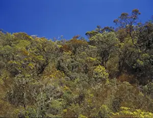 Montane Prints: Upper montane rainforest, Sri Lanka
