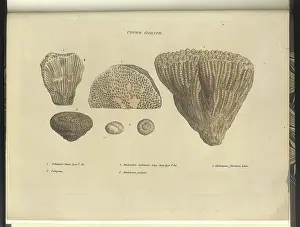 Sowerby Prints: Upper Oolite fossils