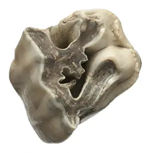 Cenozoic Prints: Upper premolar of Stephanorhinus hundsheimensis