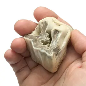 Upper premolar of Stephanorhinus hundsheimensis