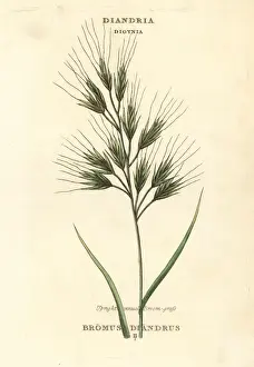 Duppa Prints: Upright annual broom-grass or brome grass, Bromus diandrus