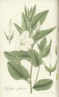 Exotic Flora Prints: Upright bindweed, Calystegia spithamaea
