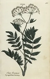 Joshuahamilton Prints: Upright or cutleaf water parsnip, Berula erecta