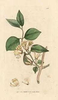 Honeysuckle Prints: Upright or fly honeysuckle, Lonicera xylosteum