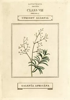 Africana Gallery: Upright galenia, Galenia africana
