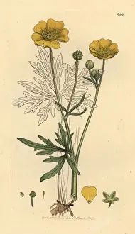 Buttercup Prints: Upright meadow crowfoot, Ranunculus acris