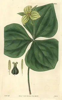 Upright-stalked trillium, Trillium erectum var viridiflorum