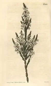Erecta Prints: Upright struthiola, Struthiola erecta