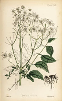 Upright virgins bower, Clematis recta