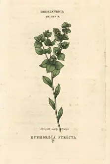 Euphorbia Prints: Upright warty spurge, Euphorbia stricta