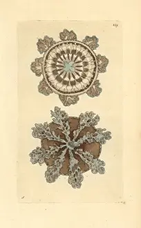 Andromeda Prints: Upside-down jellyfish, Cassiopea andromeda