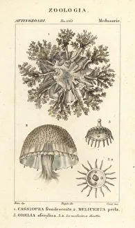 Upside-down jellyfish and polyps