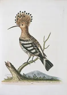 Upupa epops, common hoopoe